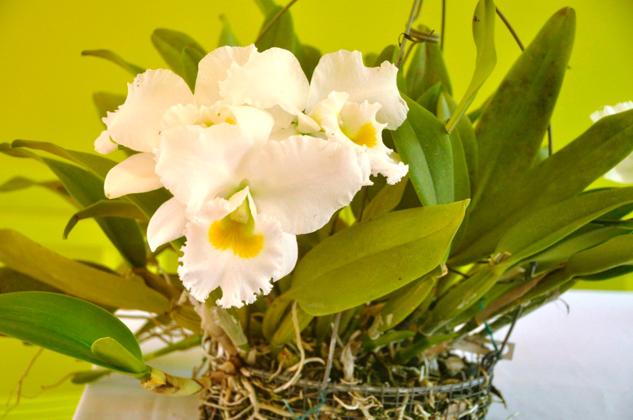 Jardín Botánico realizará concurso anual de orquídeas
