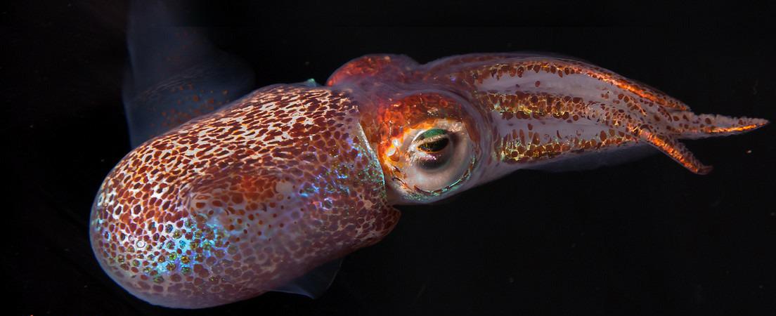 La NASA envía al espacio calamares hawaianos