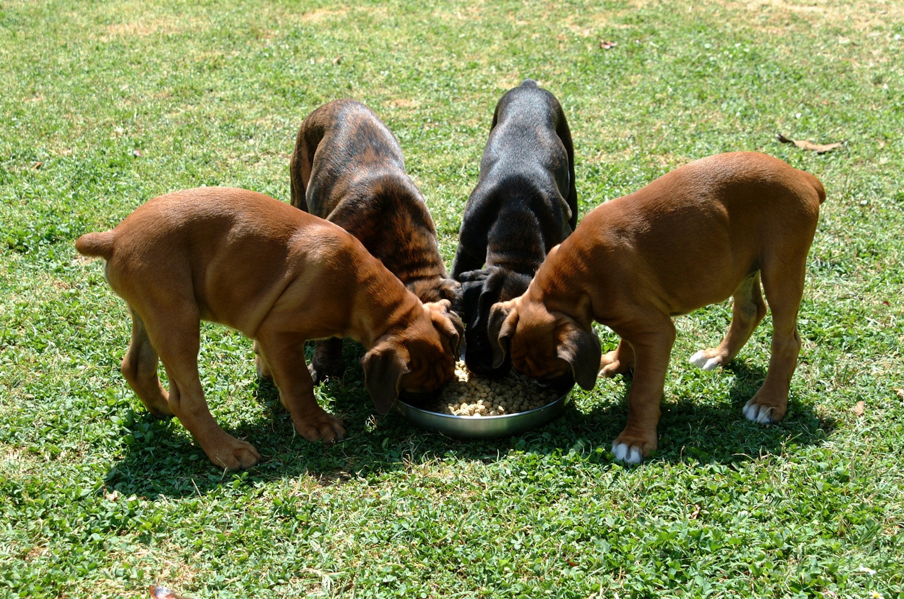 ¿Por qué los perros devoran la comida a velocidad alucinante?