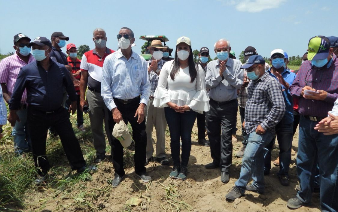 Ministerio de Agricultura inicia la aplicación de la veda a 17 mil tareas de cultivos hospederos de la Mosca Blanca y Trípidos, en la región sur