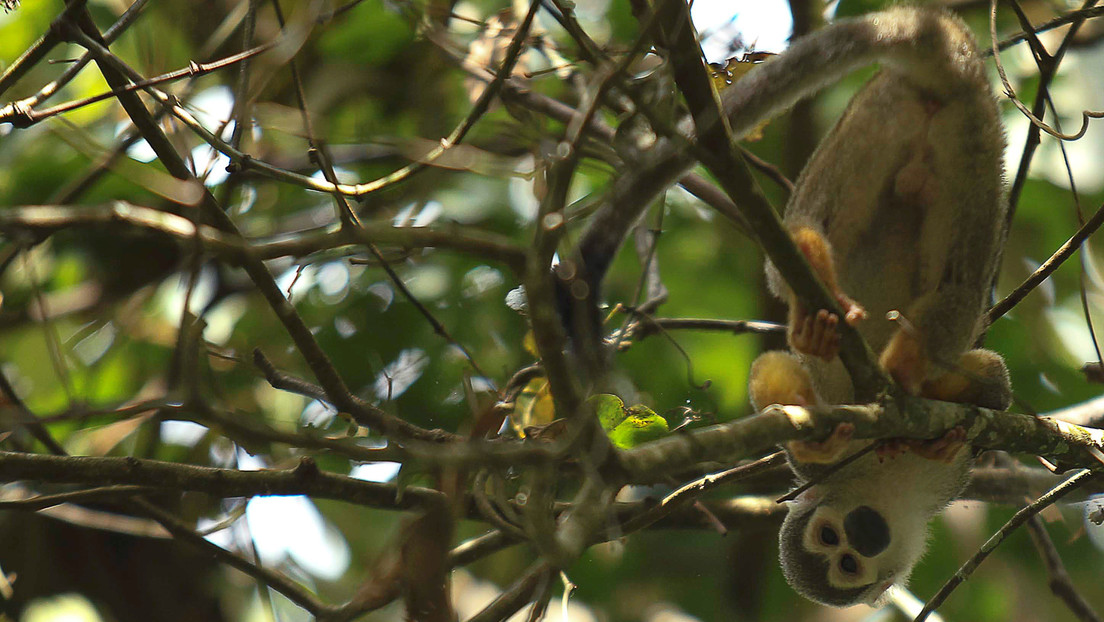 Tráfico ilegal de fauna silvestre