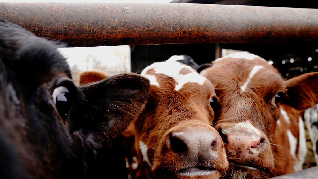 Un granjero indio intenta denunciar a sus vacas por no dar leche