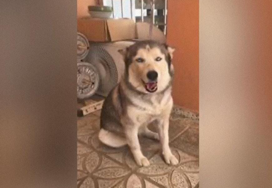 Recuperan en Capotillo perro robado en residencia de Arroyo Hondo